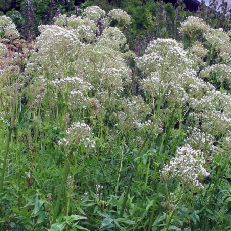 Valeriane Officinalis - Blanc