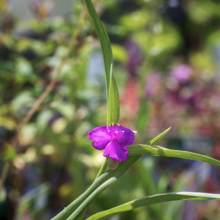 Tradescantia Karminglut - Rouge