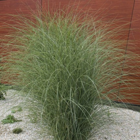 Miscanthus Sinensis Morning Light H.150Cm - Rouge Bronze