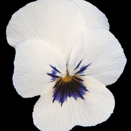 Viola Cornuta Rocky White With Blotch - Blanc Coeur Noir