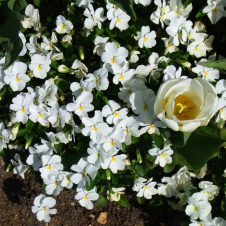 Viola Cornuta Rocky White - Blanc