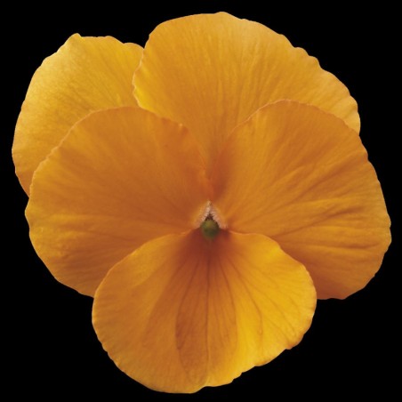 Viola Cornuta Rocky Tangerine - Orange