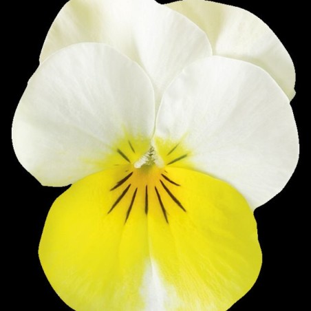 Viola Cornuta Rocky Sunny Side Up - Jaune Aile Blanc