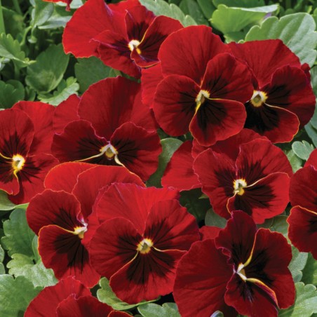 Viola Cornuta Rocky Red With Blotch