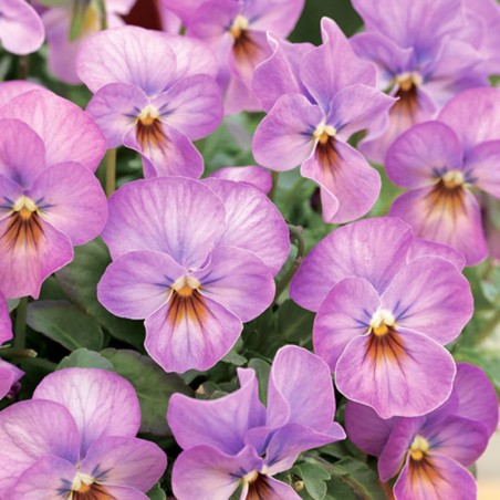 Viola Cornuta Rocky Plum Antique - Violet Clair