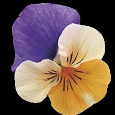 Viola Cornuta Rocky Peach Jump Up - Orange Aile Blanc/Violet