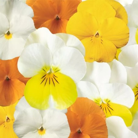 Viola Cornuta Rocky Lime Mix - Jaune/Orange/Blanc