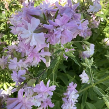 Saponaria Officinalis Plena - Rose Clair