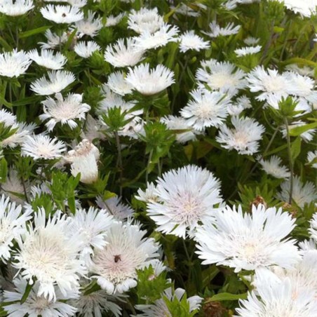 Stockesia Laevis Traümerei - Blanc