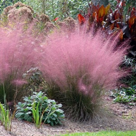 Muhlenbergia Capillaris - Rouge