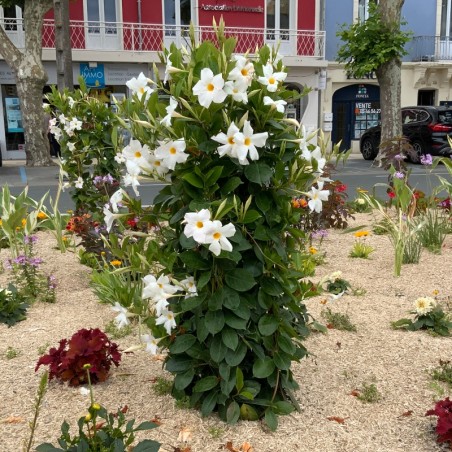 Dipladenia Colonne Dble Arceau Calibre 120 - Blanc