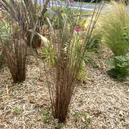 Carex Buchananii - Insignifiant