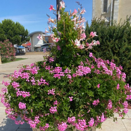 Dipladenia Palisse Calibre 90 - Rose