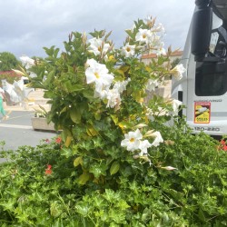 Dipladenia Palisse Calibre 90 - Blanc