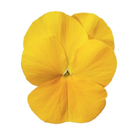 Viola Cornuta Rocky Golden Yellow - Jaune Pur