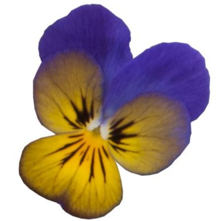 Viola Cornuta Rocky Golden Blues - Jaune/Bleu