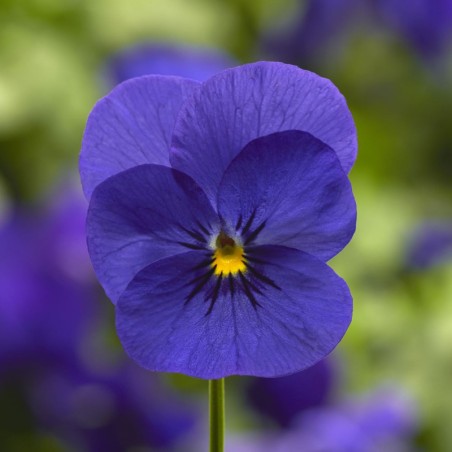 Viola Cornuta Rocky Deep Blue - Bleu Fonce