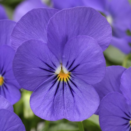 Viola Cornuta Rocky Blue For You