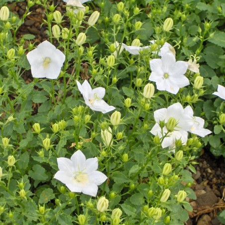 Campanula Carpatica Pearl White - Blanc