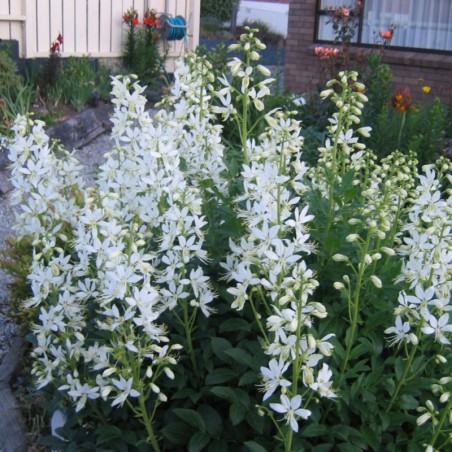 Dictamnus Albus Albiflorus - Blanc