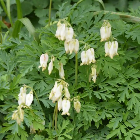 Dicentra Formosa Aurora - Blanc