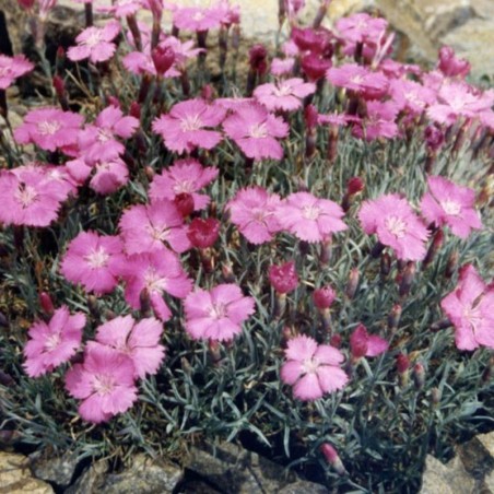 Dianthus Gratianopolitanus Eydangeri - Rose