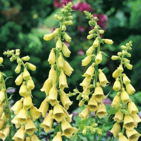 Digitalis Lutea - Jaune