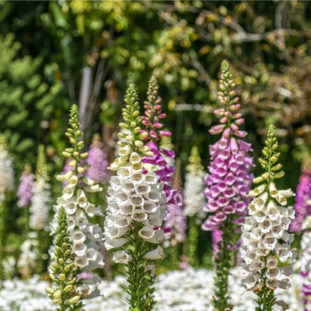 Digitalis Purpurea Excelsior - Varié