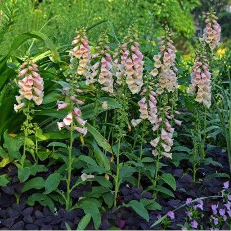 Digitalis Purpurea Dalmatien Peach - Peche