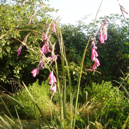 Dierama Pulcherrimum - Rose