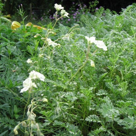 Erodium Chrysanthum - Blanc