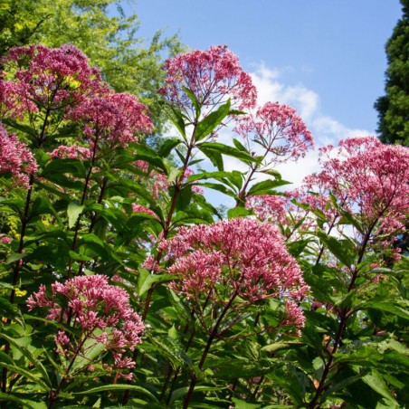 Eupatorium Maculatum Atropurpureum - Rose