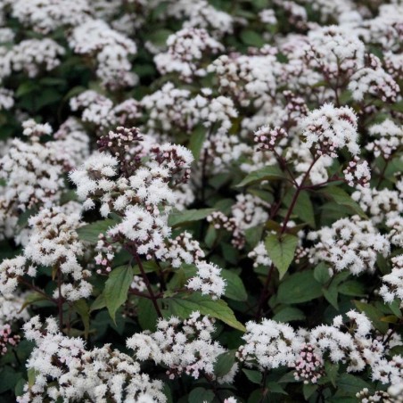 Eupatorium Rugosum Chocolate - Blanc