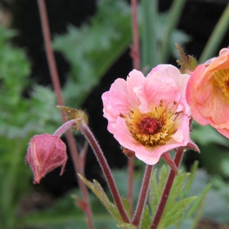 Geum Cosmopolitan® - Rose Crème