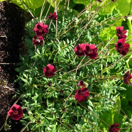 Cosmos Atrosanguineus Chocolat - Chocolat