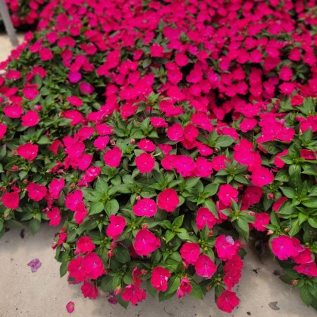 Impatiens Sunpatiens ® Compact Rose Glow - Rose Fonce