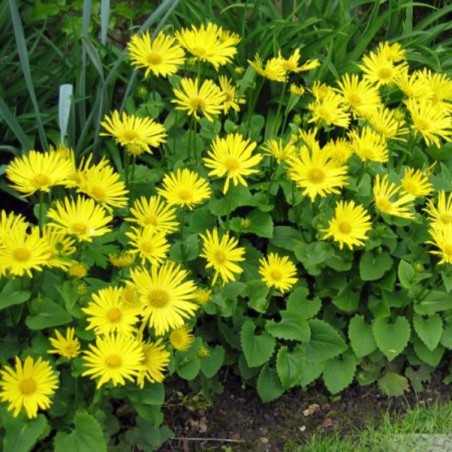 Doronicum Orientale - Jaune