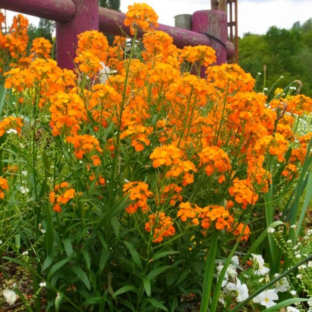 Erysimum Allionii Orange Queen - Orange