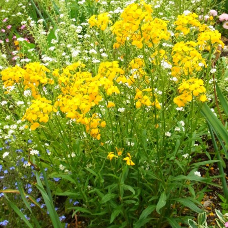 Erysimum Allionii Yellow Queen - Jaune