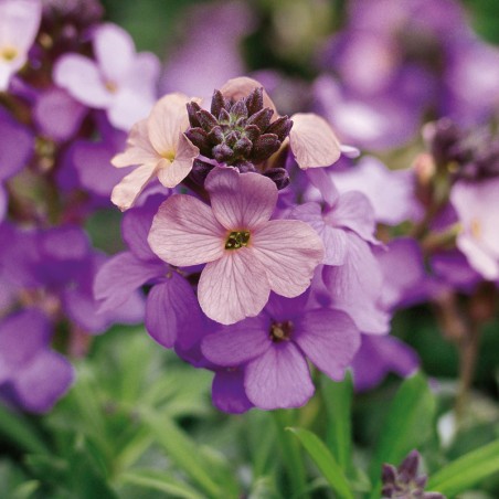 Erysimum Poem Lavander - Violet Clair