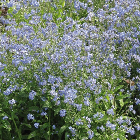 Myosotis Des Alpes Blue Indigo - Bleu