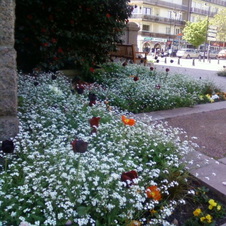 Myosotis Des Alpes White - Blanc