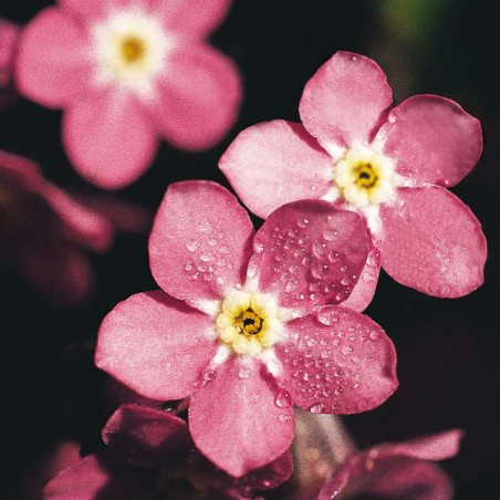 Myosotis Sylva Rosylva - Rose