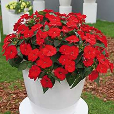 Impatiens Sunpatiens ® Compact Red - Rouge