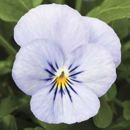 Viola Cornuta Endurio Sky Blue Martien - Bleu