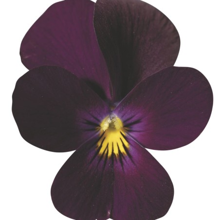 Viola Cornuta Endurio Pure Violet - Violet