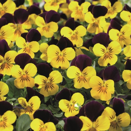 Viola Cornuta Endurio Yellow With Red Wing - Jaune Aile Rouge