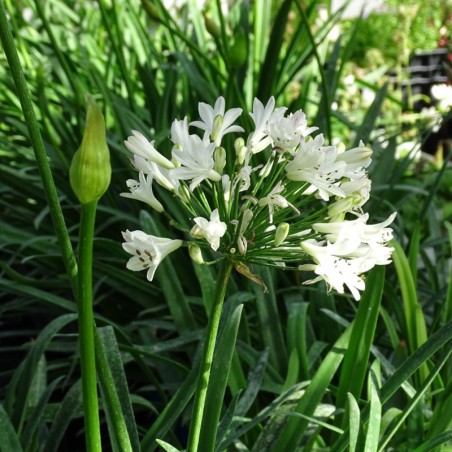 Agapanthus Graphite White - Blanc