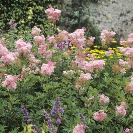 Filipendula Purpurea Elegans - Rose