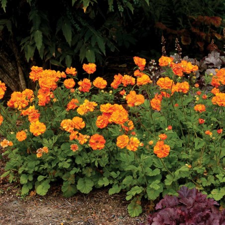 Geum Firestorm - Orange